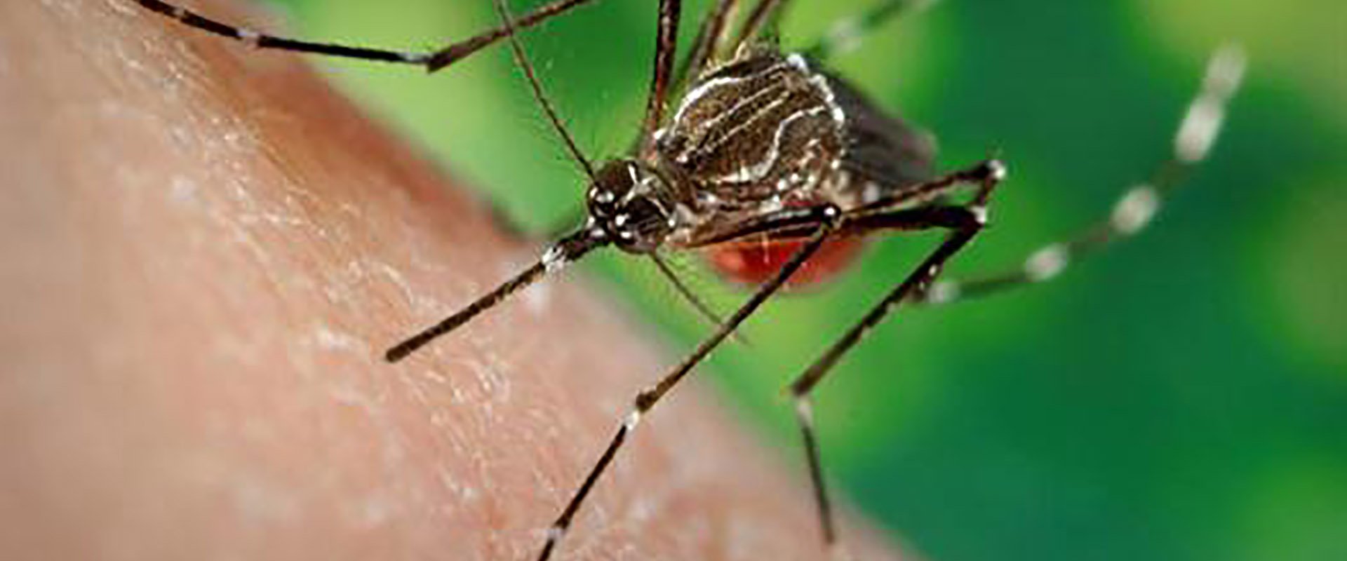 Salud insiste en reforzar el descacharrizado ante condiciones favorables para el dengue