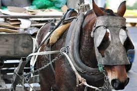 Imagen de noticia Avanza el plan para erradicar la tracción a sangre con foco en bienestar animal e inclusión social