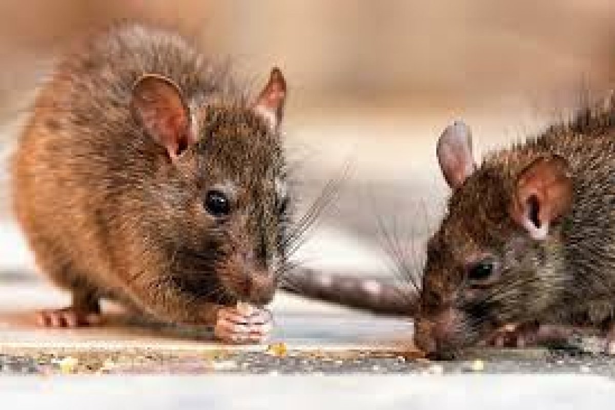 Imagen de noticia Confirman casos de hantavirus y chikungunya en Entre Ríos, sin registros de dengue en la última semana