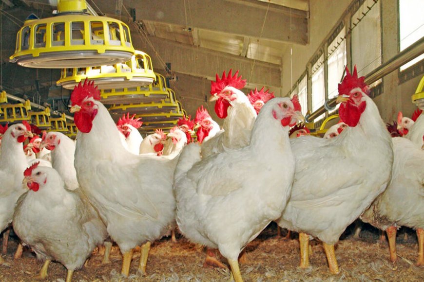 Un bajón de tensión provocó la muerte de miles de pollos en una granja entrerriana