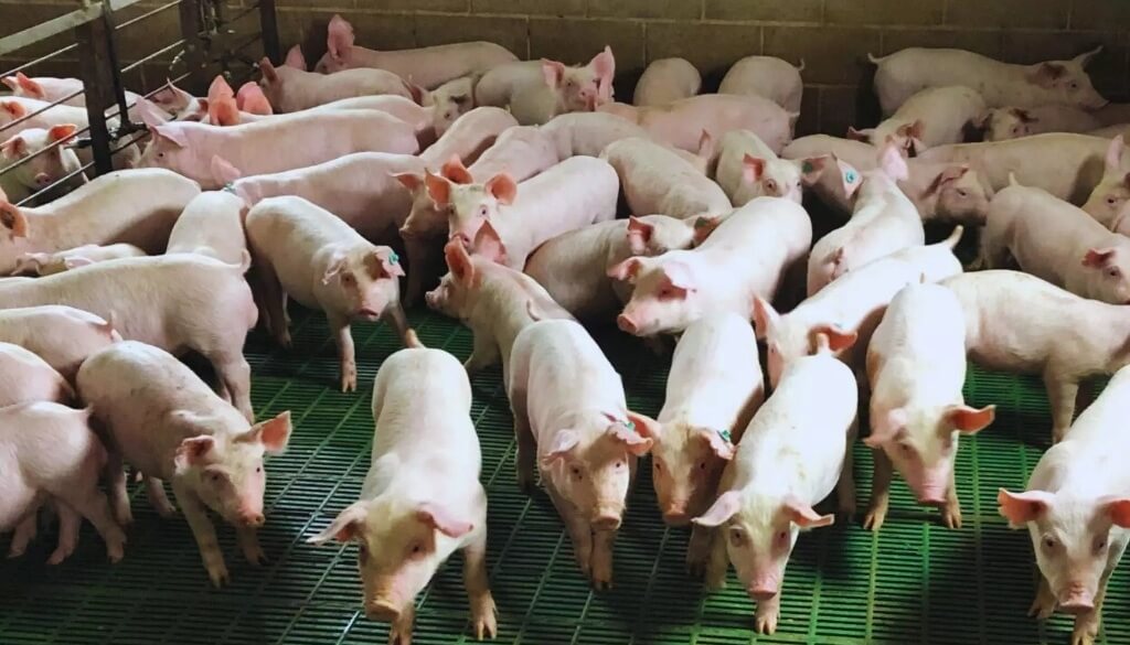 Una larga investigación sobre efluentes porcinos explicó una mejora en rindes de soja