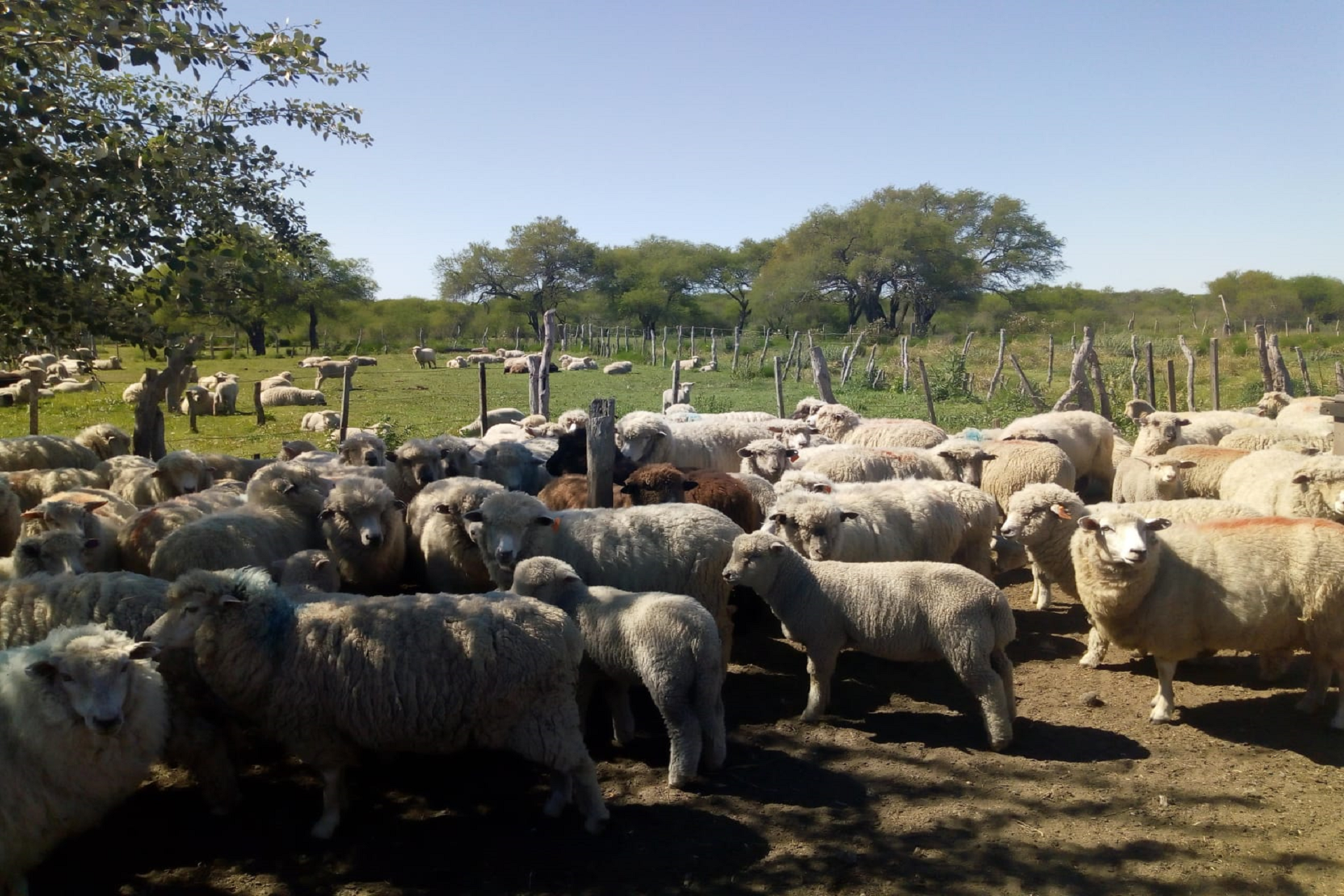Productores ovinos de Entre Ríos exportaron 17 toneladas de carne a Medio Oriente