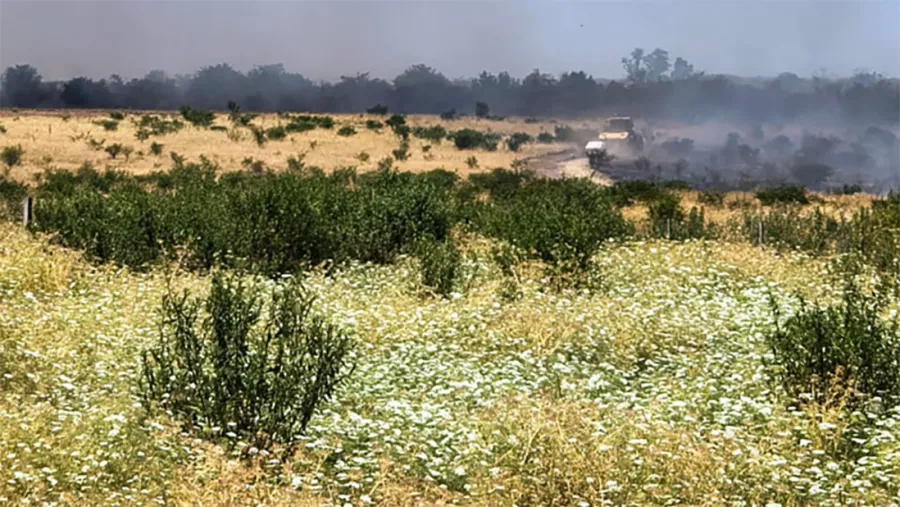 La sequía pega fuerte en el sur entrerriano y genera preocupación por la caída de los rindes de maíz y soja
