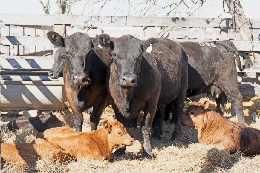 Bronca de productores con el SENASA por nuevas normas para controlar una enfermedad casi inexistente en Entre Ríos