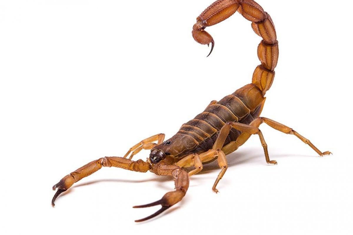 Imagen de noticia El Municipio refuerza la prevención ante la presencia de alacranes en zonas urbanas y periurbanas