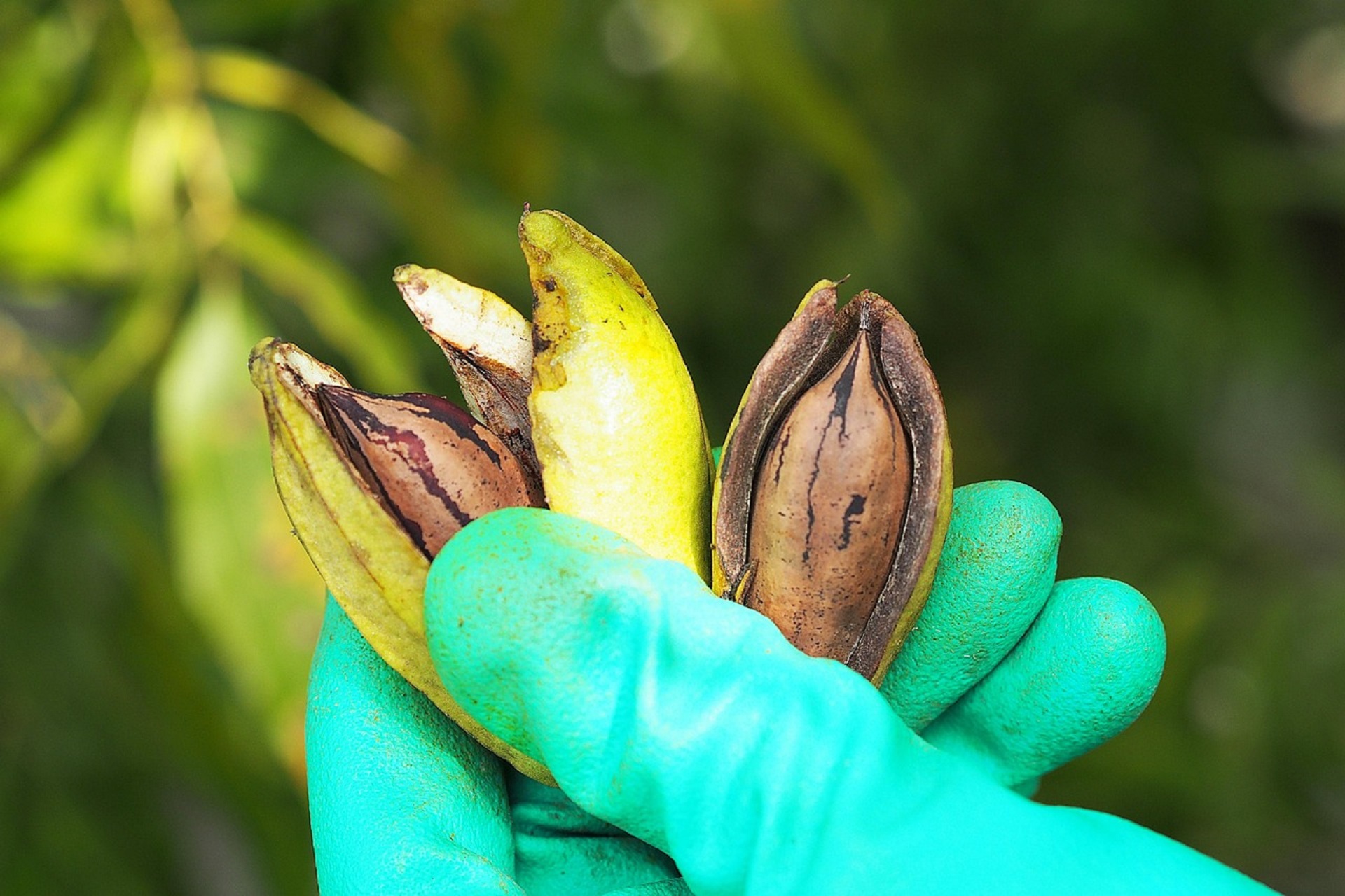 Entre Ríos crece con la incorporación de derivados de la nuez pecán al Código Alimentario Argentino