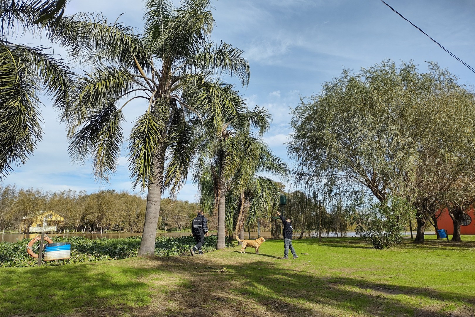 Imagen de noticia Refuerzan controles y recomendaciones ante la detección del picudo rojo de las palmeras