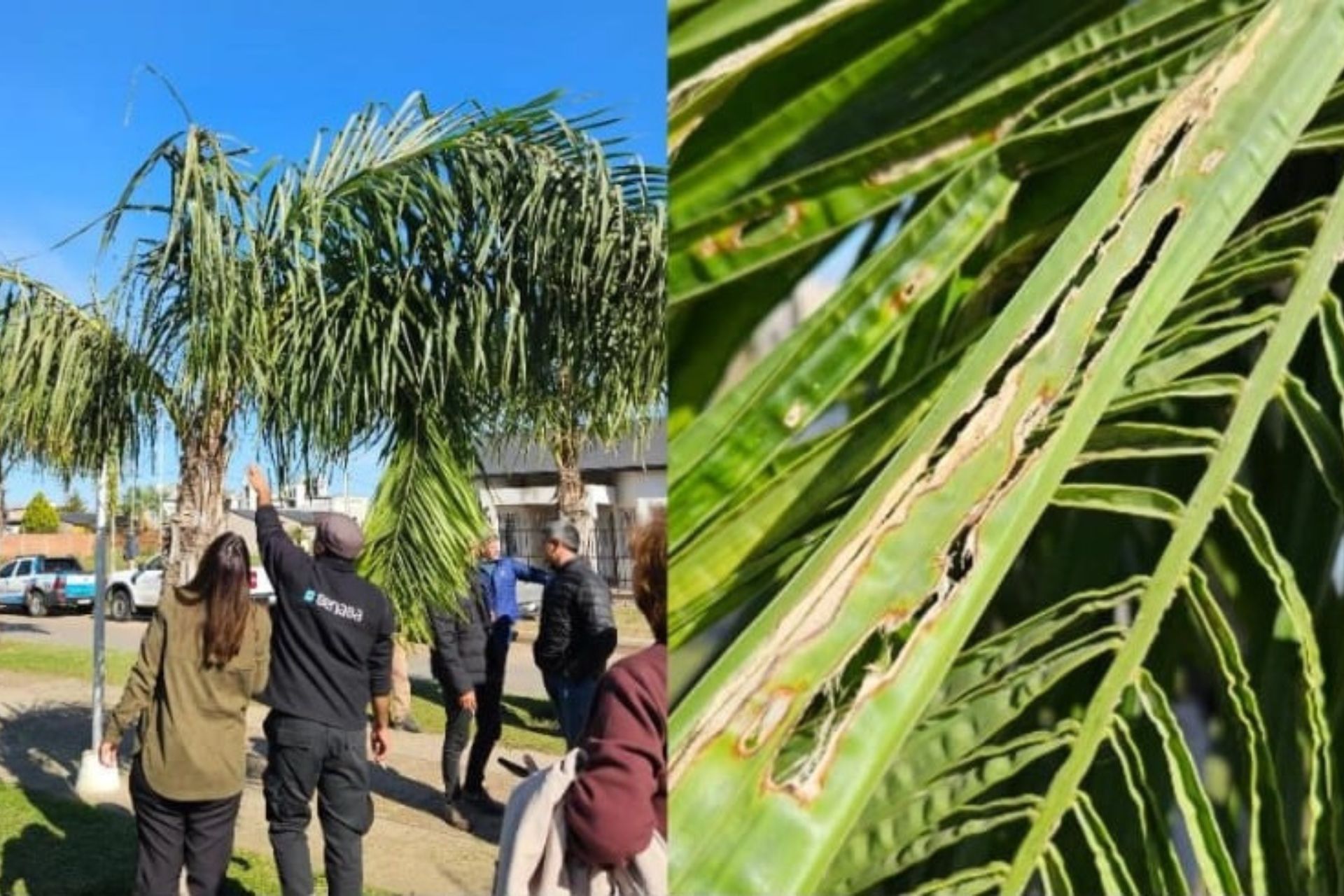 Imagen de noticia Sanidad Vegetal declaró la emergencia fitosanitaria nacional por presencia de Picudo de las Palmeras