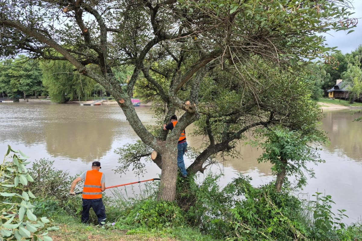 Imagen de noticia Continúa la limpieza integral del Camino de la Costa con los árboles linderos al río Gualeguaychú