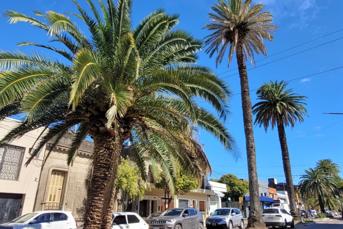 Imagen de noticia El Gobierno de Gualeguaychú intensifica acciones preventivas contra el picudo rojo de las palmeras