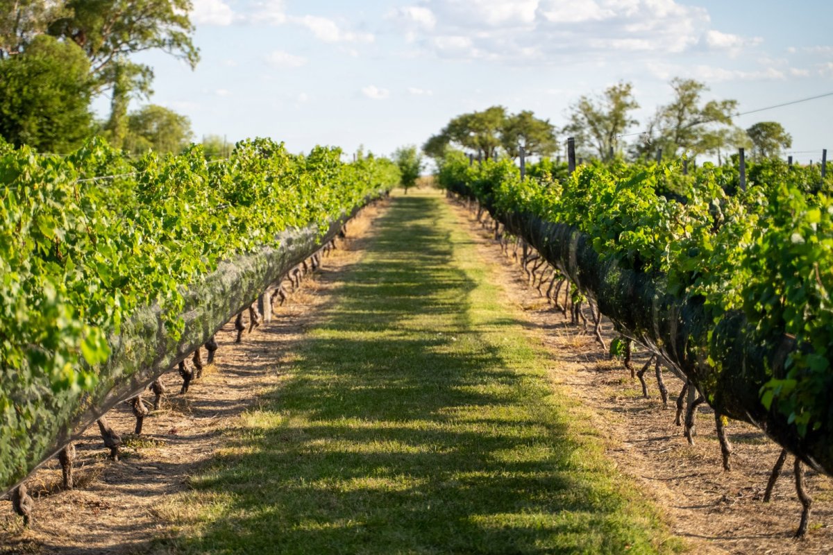 Imagen de noticia El Camino del Vino: un atractivo turístico de Gualeguaychú en este fin de semana largo