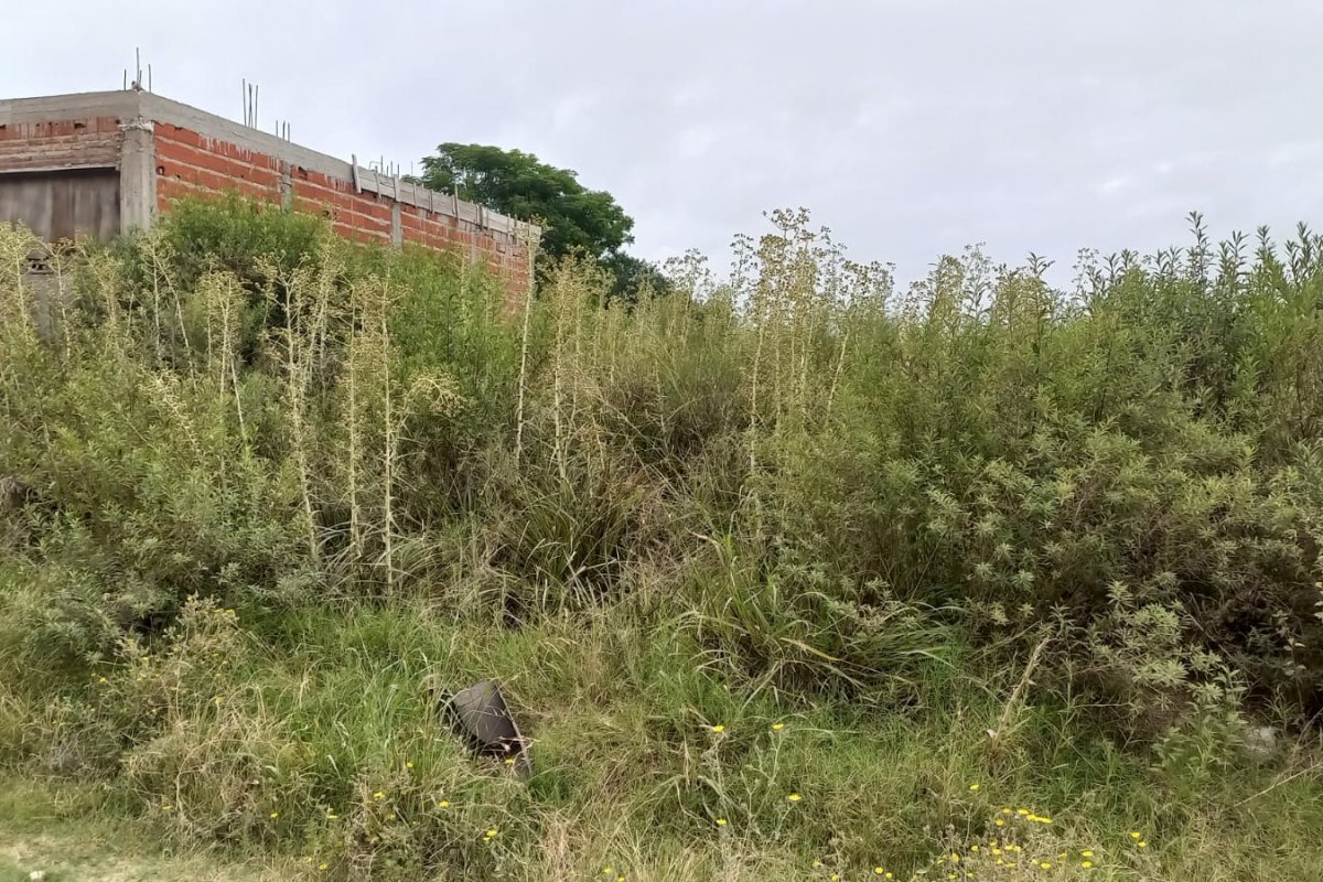 Imagen de noticia Inspección General intensifica controles sobre terrenos baldíos en distintos barrios