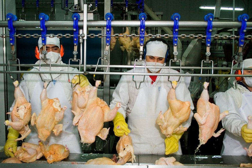 Crisis por la gripe aviar: el escenario que condiciona el precio del pollo en Argentina