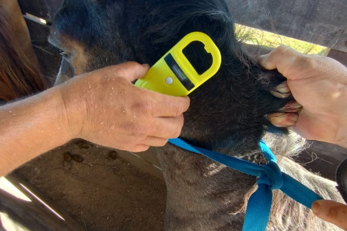 Imagen de noticia Ambiente  Chipean caballos retenidos en la vía pública para mejorar el control sanitario en la ciudad
