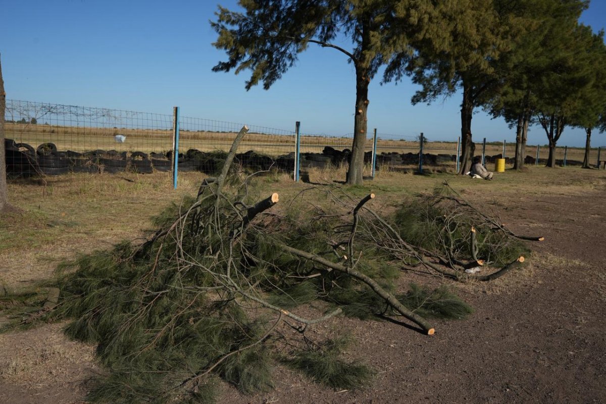 Imagen de noticia Parquizaron, podaron árboles y pusieron a punto el predio del Autódromo de Gualeguaychú