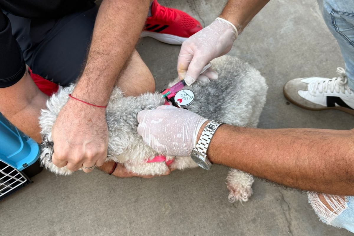 Imagen de noticia Operativo sanitario: tras caso de rabia el Gobierno vacunó a más de 150 animales