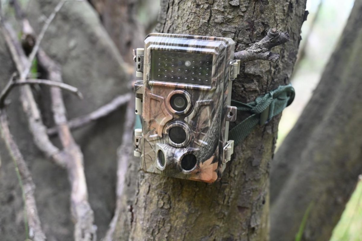 Imagen de noticia “Las Piedras” incorporó cámaras trampa para estudiar y proteger su fauna silvestre