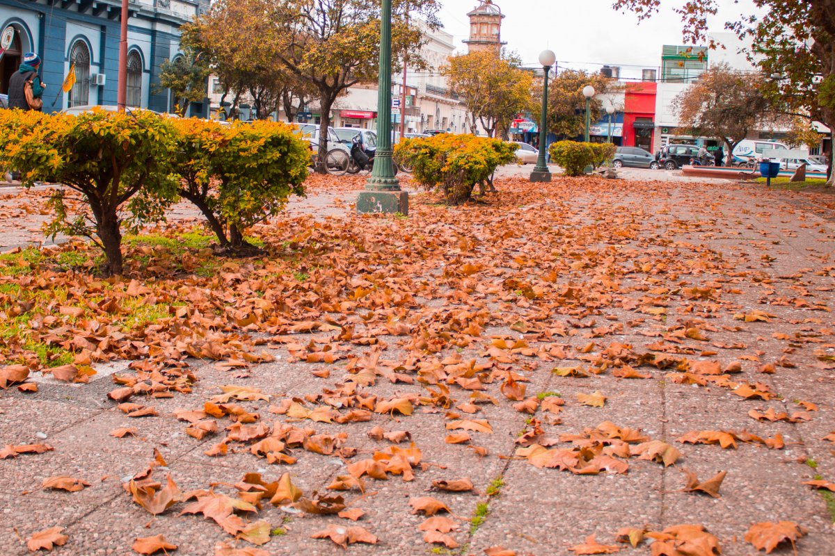 Imagen de noticia Se recuerda la prohibición de quemar hojas secas y residuos durante el otoño