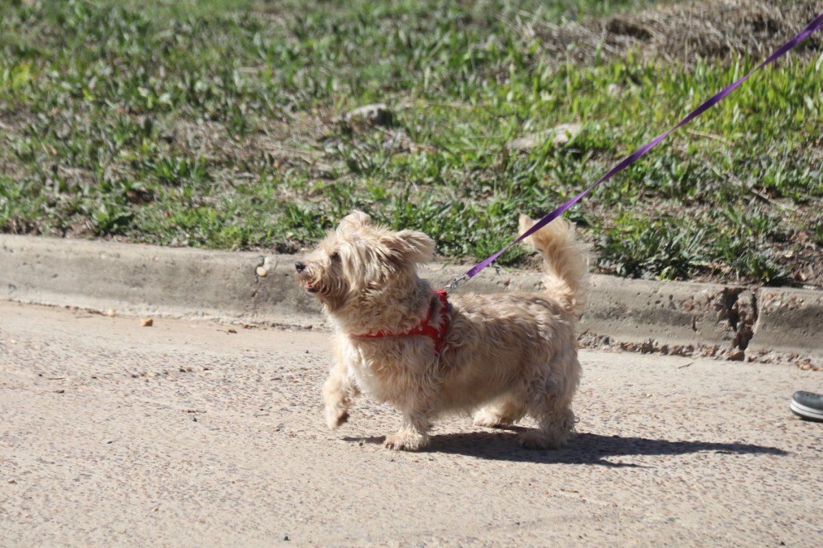 Imagen de noticia Conocé el cronograma de castraciones gratuitas del 13 al 17 de abril
