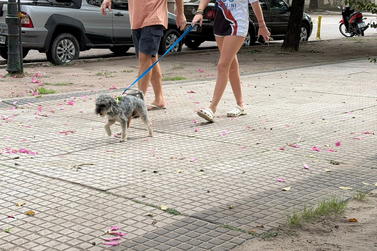 Imagen de noticia Más de 75 perros y gatos recibieron la vacuna antirrábica en una jornada gratuita