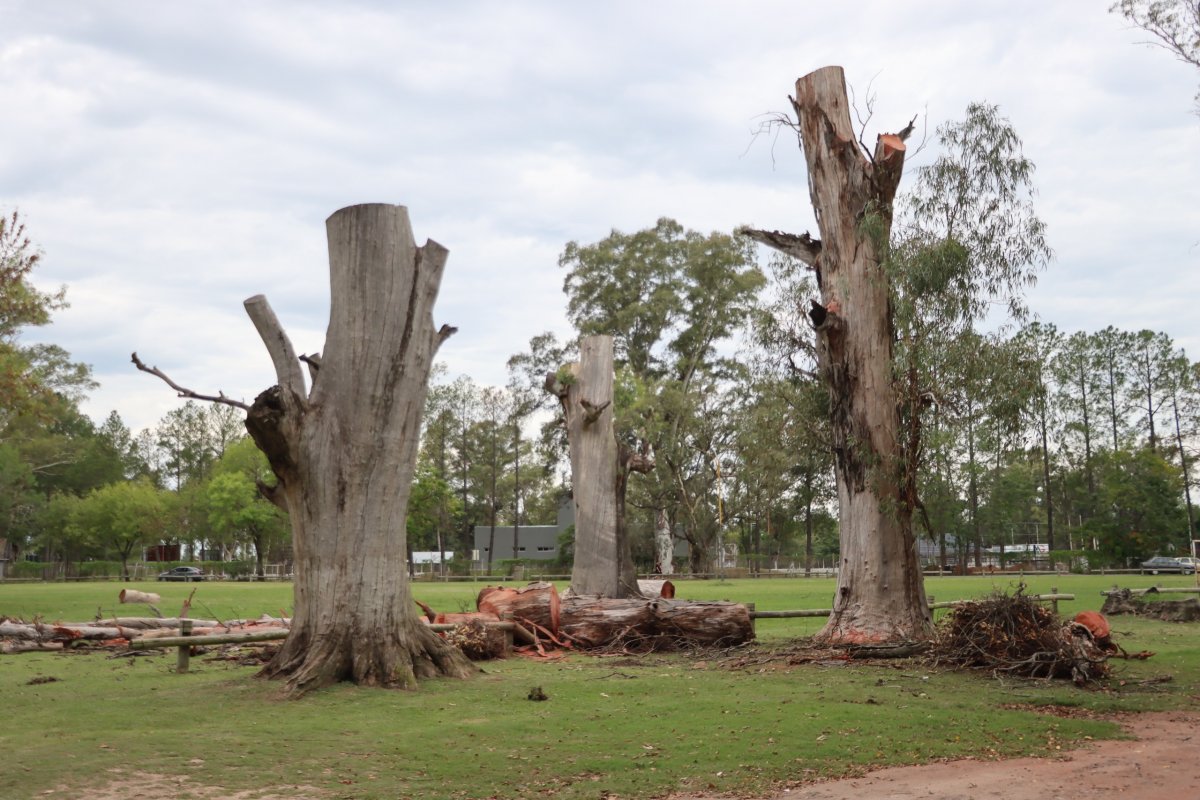 Imagen de noticia Avanzan con las tareas preventivas en el arbolado del Parque Unzué para reducir riesgos