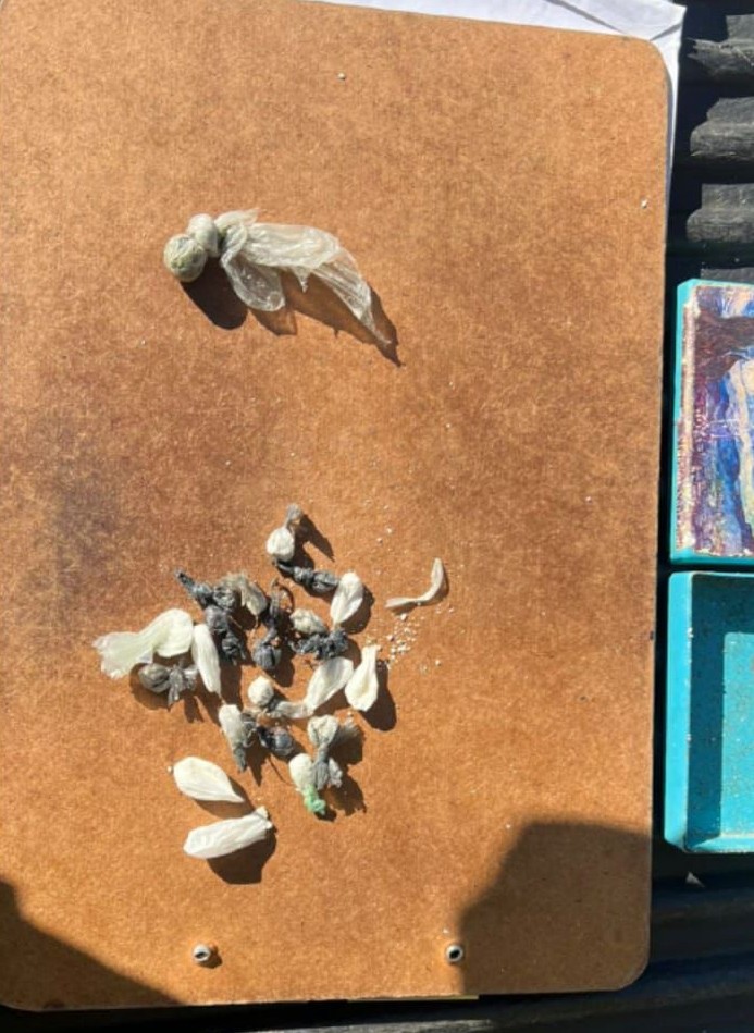 Imagen de noticia Detuvieron a un joven con cocaína tras una persecución en pleno centro de la ciudad