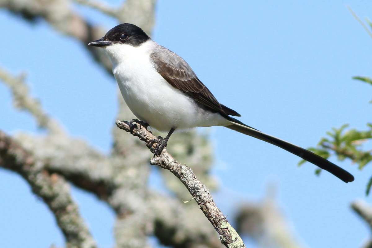 Imagen de noticia Gualeguaychú impulsa una campaña de concientización por el Día Mundial de las Aves Migratorias
