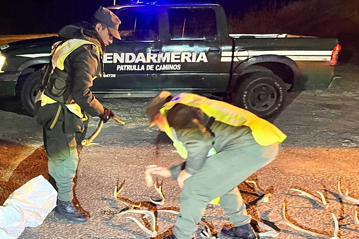 Gendarmería secuestró 16 astas de ciervo axis transportadas sin autorización