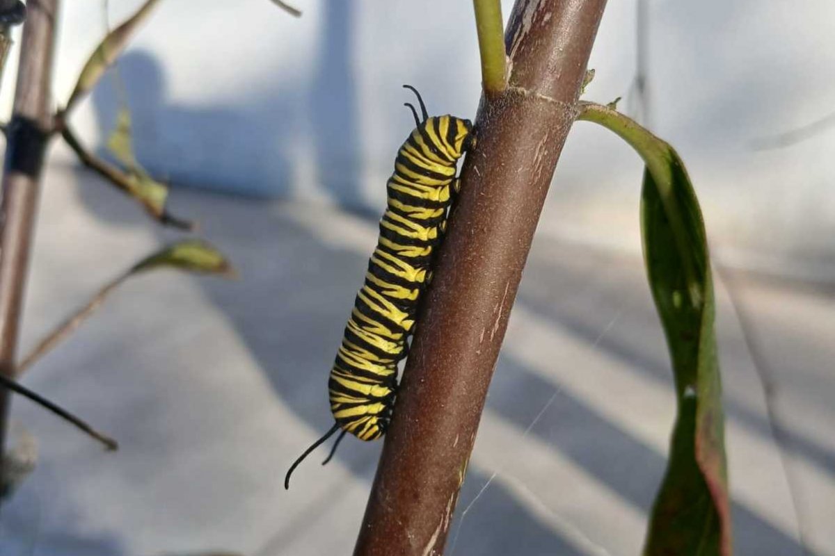 Imagen de noticia Aparecieron las primeras orugas de mariposa monarca en La Delfina