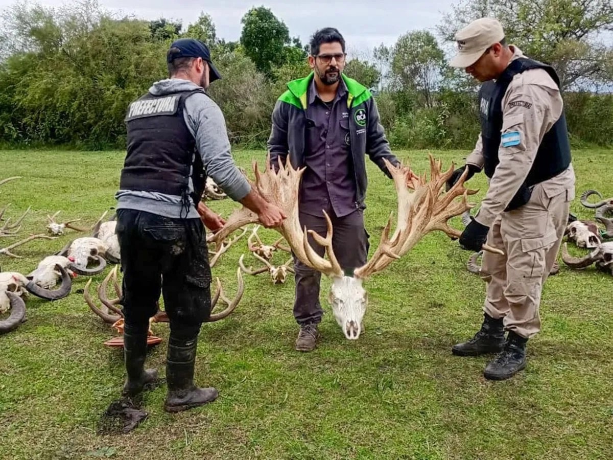 Allanaron un coto de caza en Gualeguaychú por presunto tráfico de fauna y hallaron un ciervo colorado de alto valor genético