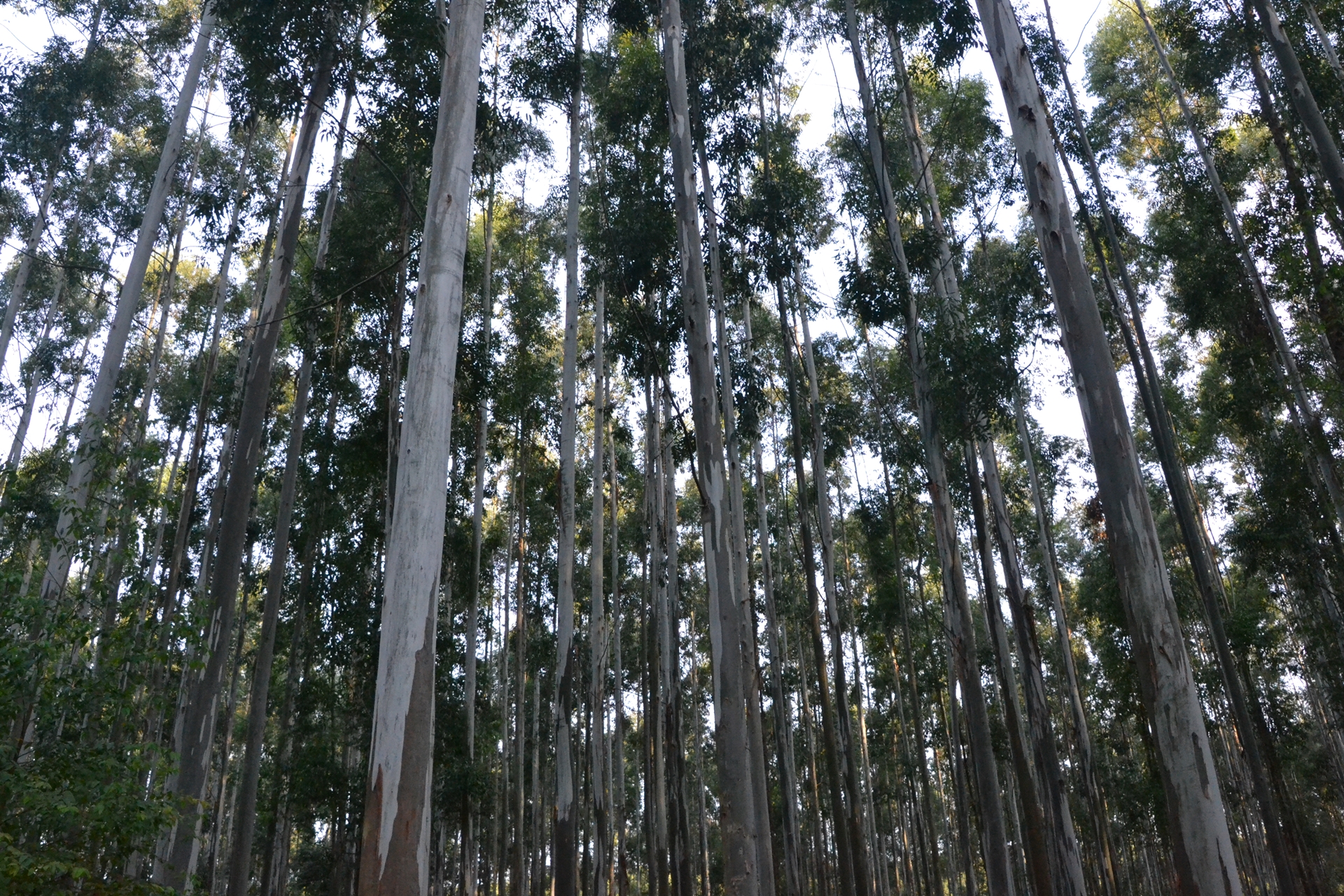 Imagen de noticia Desde el 24 de junio censarán la cadena forestal entrerriana