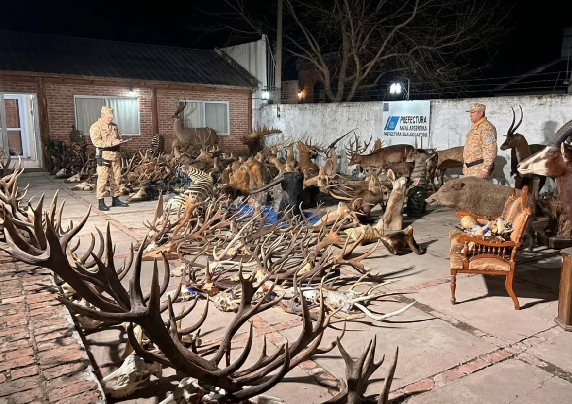 Secuestran armas, miles de municiones y trofeos de caza en un allanamiento vinculado a un coto de Costa Uruguay Sur