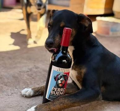 Imagen de noticia Patitas Gualeguaychú se suma a un proyecto nacional que convierte la venta de vino en ayuda para animales rescatados