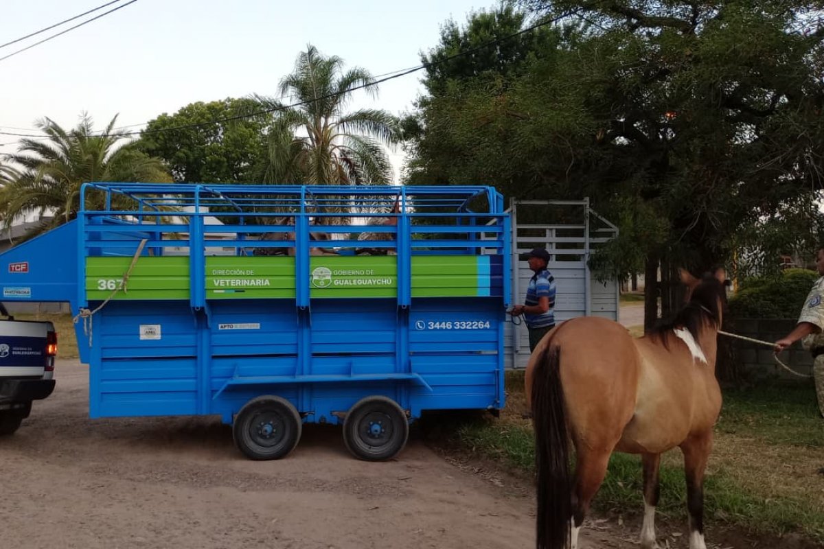 Imagen de noticia Operativos de control por la presencia de equinos en la vía pública
