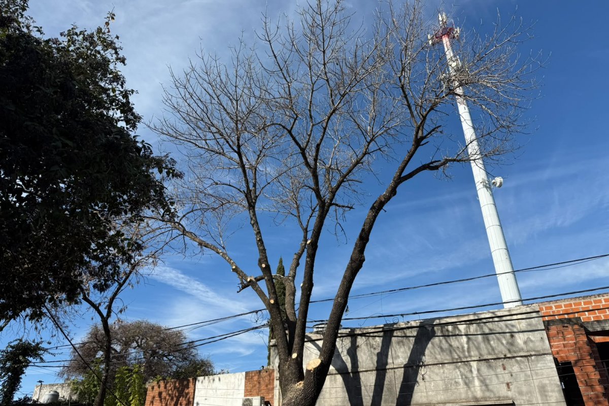 Imagen de noticia La poda invernal del macrocentro continúa por Doello Jurado en dirección a la Costanera