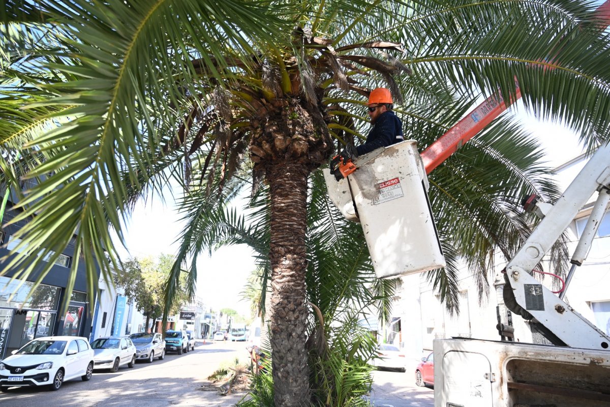 Imagen de noticia Poda y colocación de sensores en palmeras de Rocamora y Primera Junta para detectar ataques de picudo rojo