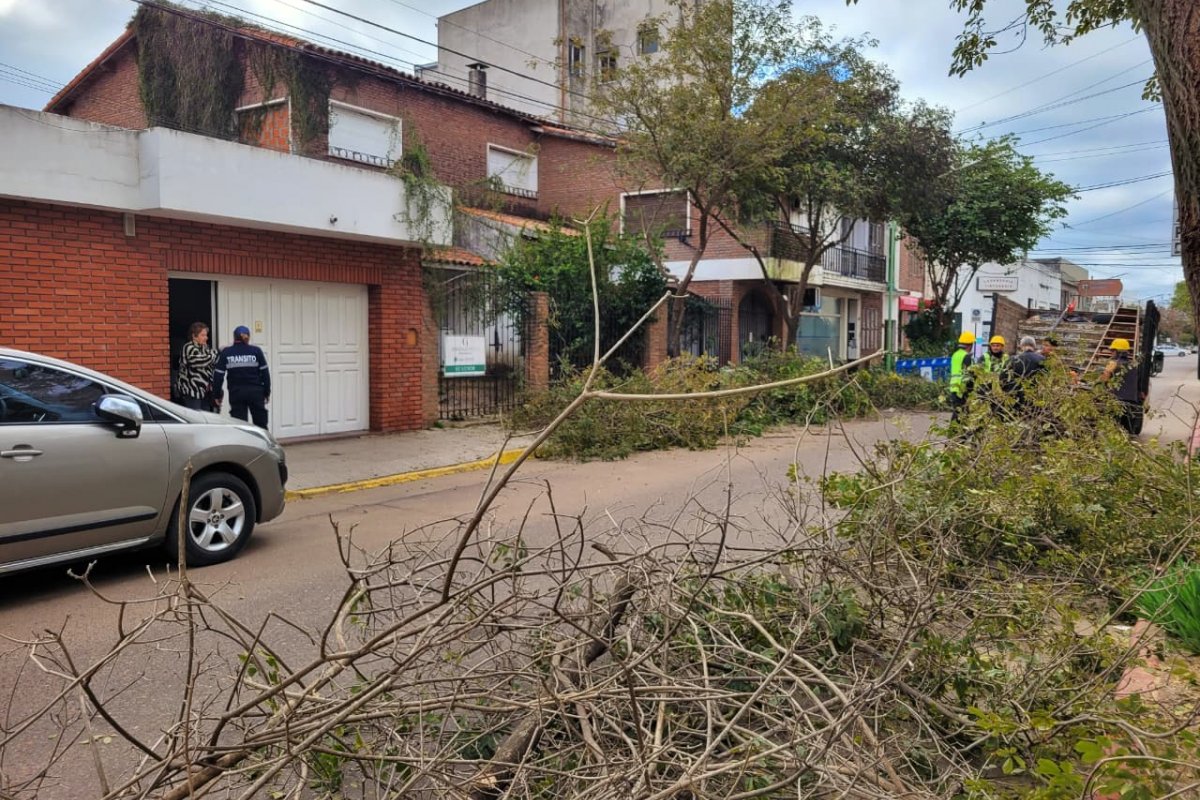 Imagen de noticia La poda invernal avanza en la zona del microcentro de Gualeguaychú