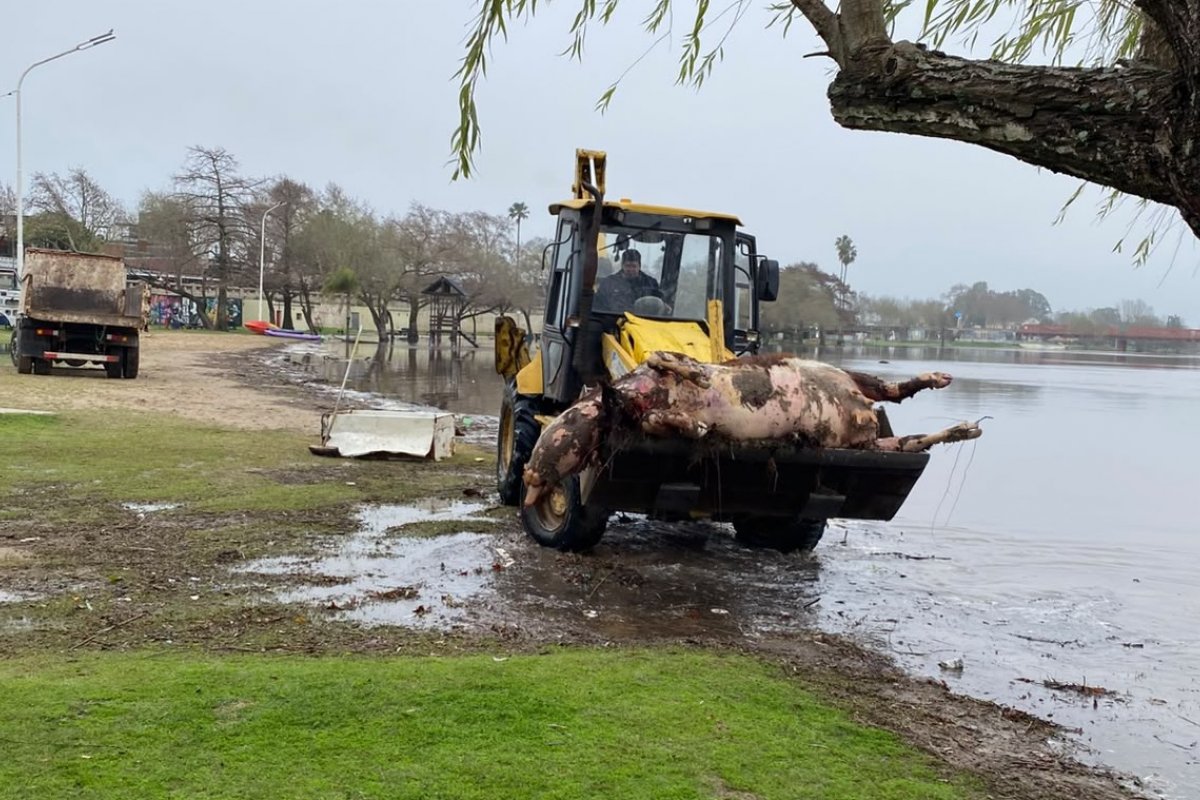 Imagen de noticia Higiene Urbana y Prefectura retiraron una vaca muerta del río Gualeguaychú