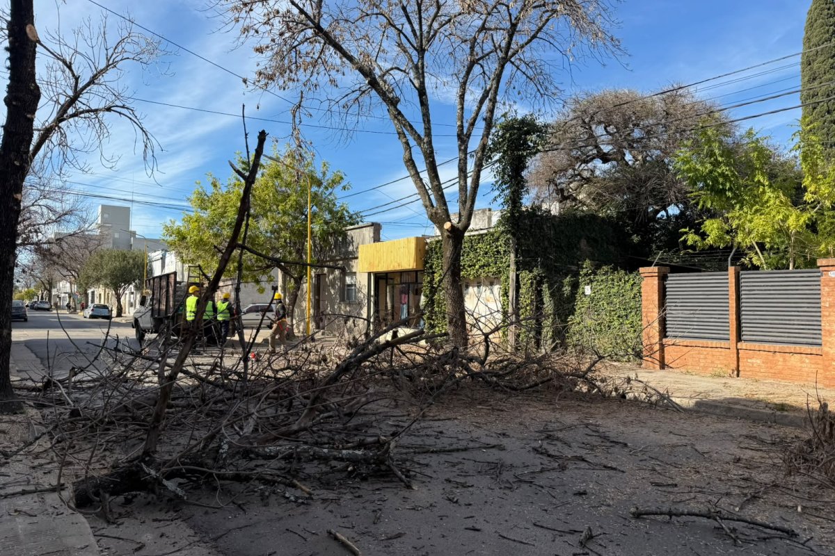 Imagen de noticia Continúa el plan de poda: ya se intervinieron más de 750 árboles en el centro y la Costanera