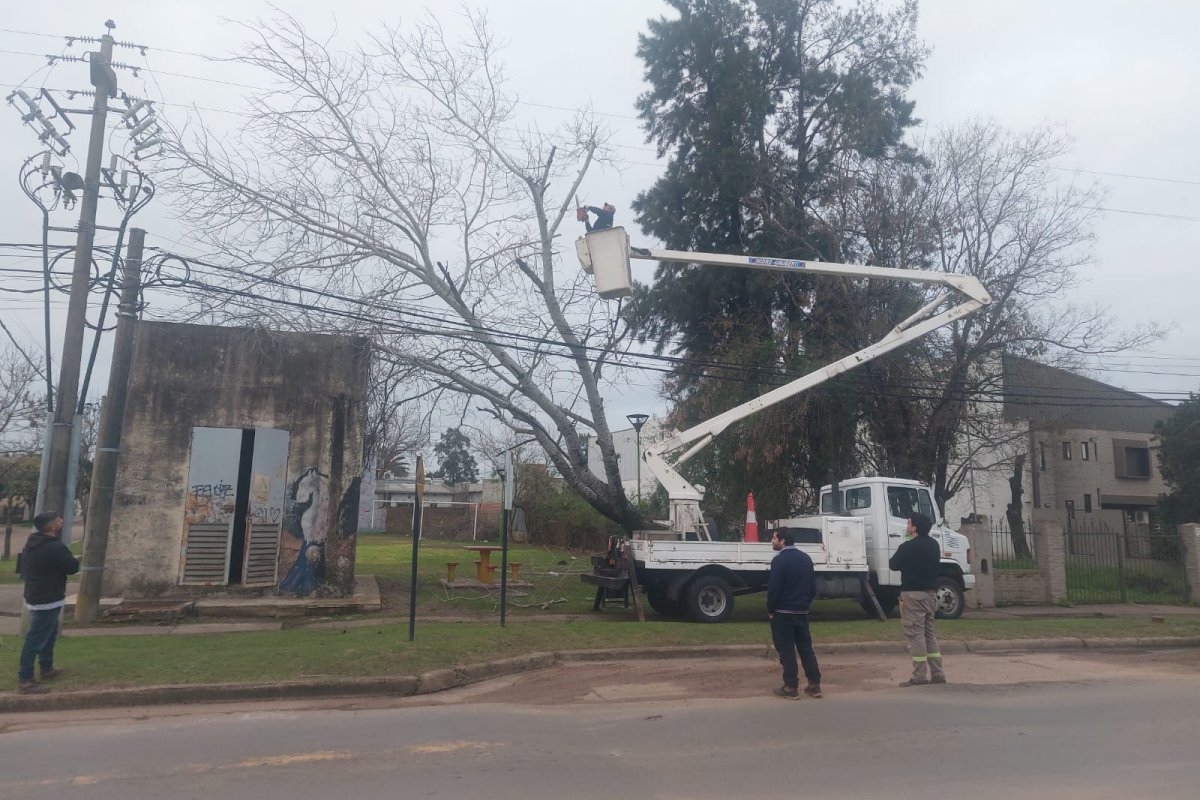 Imagen de noticia El Municipio actuó sobre un árbol que caía sobre una línea de media tensión