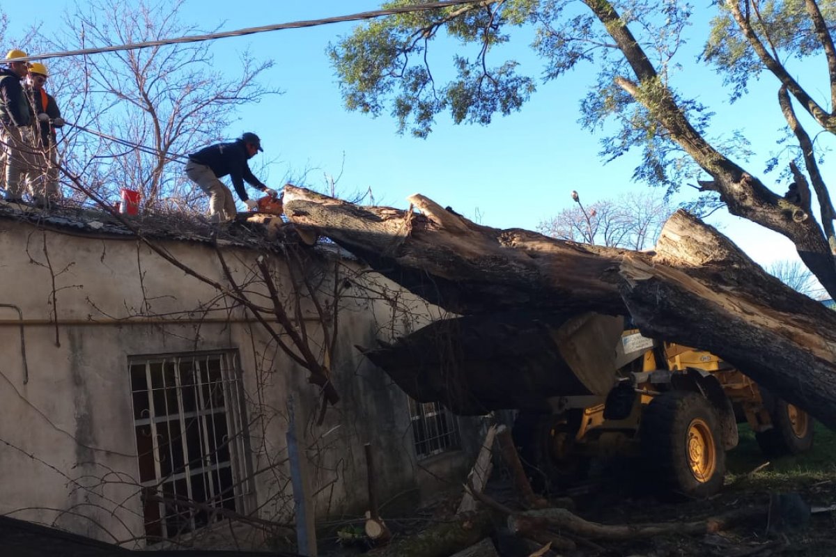 Imagen de noticia Retiraron un árbol que cayó sobre el Hospital Centenario tras el temporal del jueves