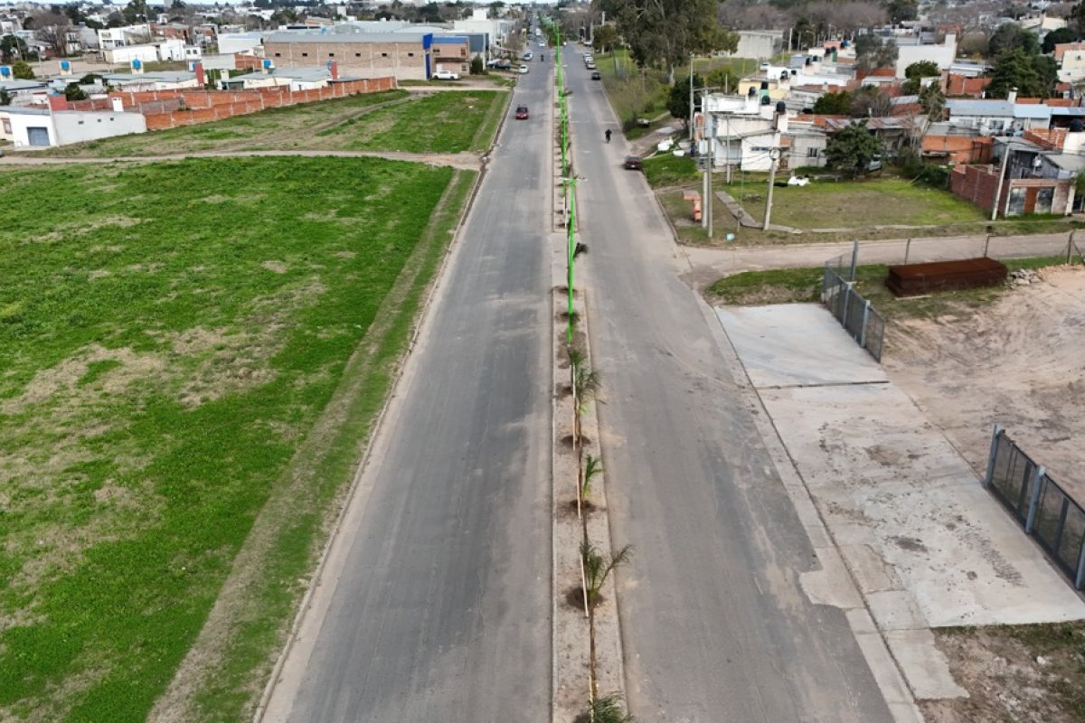 Imagen de noticia Se plantaron 20 nuevas palmeras en los canteros centrales del Boulevard Daneri