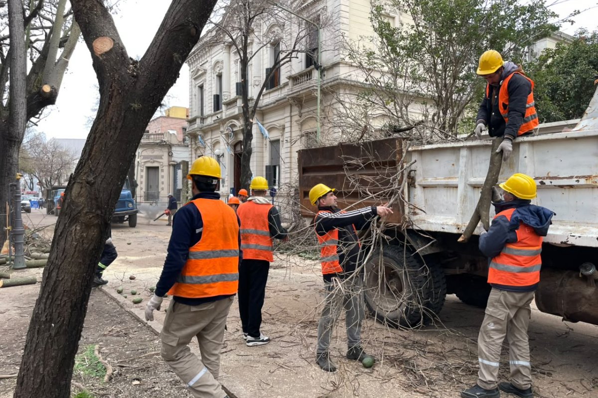 Imagen de noticia Poda de levante y limpieza de copas en árboles de Plaza Urquiza para favorecer el ingreso de luz solar