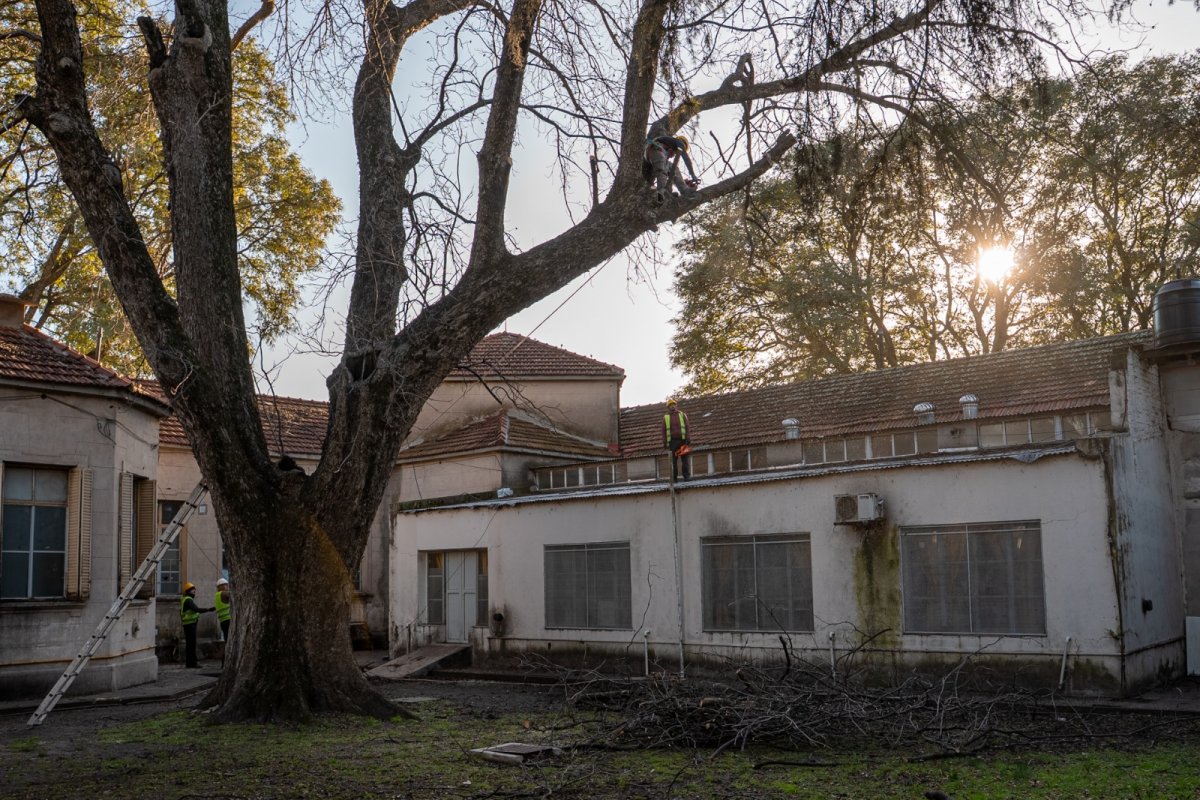 Imagen de noticia Intervinieron tres árboles en el Hospital Centenario ante el riesgo de caída sobre los pabellones