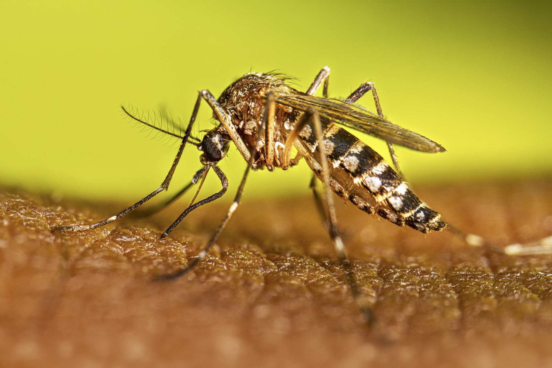 Imagen de noticia Instan a sostener las acciones contra el dengue durante el invierno