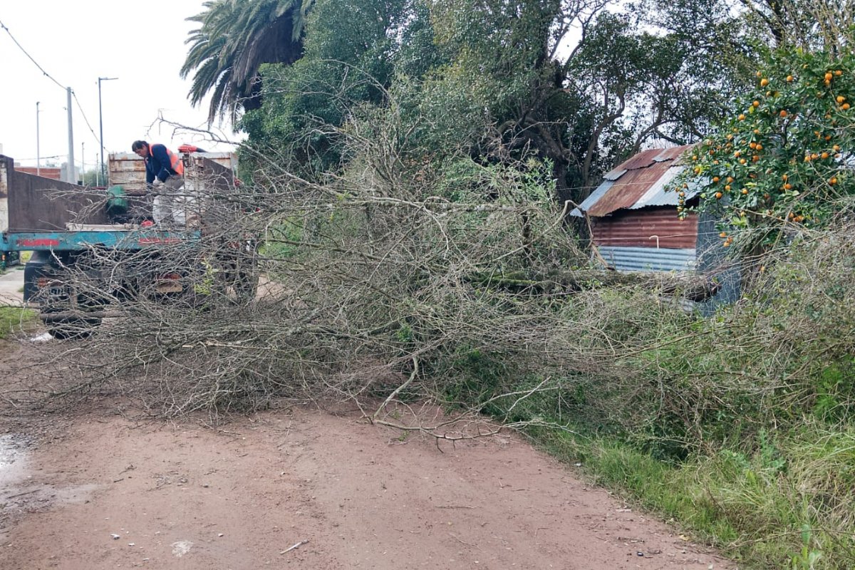 Imagen de noticia Espacios Verdes retiró un árbol que cayó en el barrio Vicoer 30 Viviendas