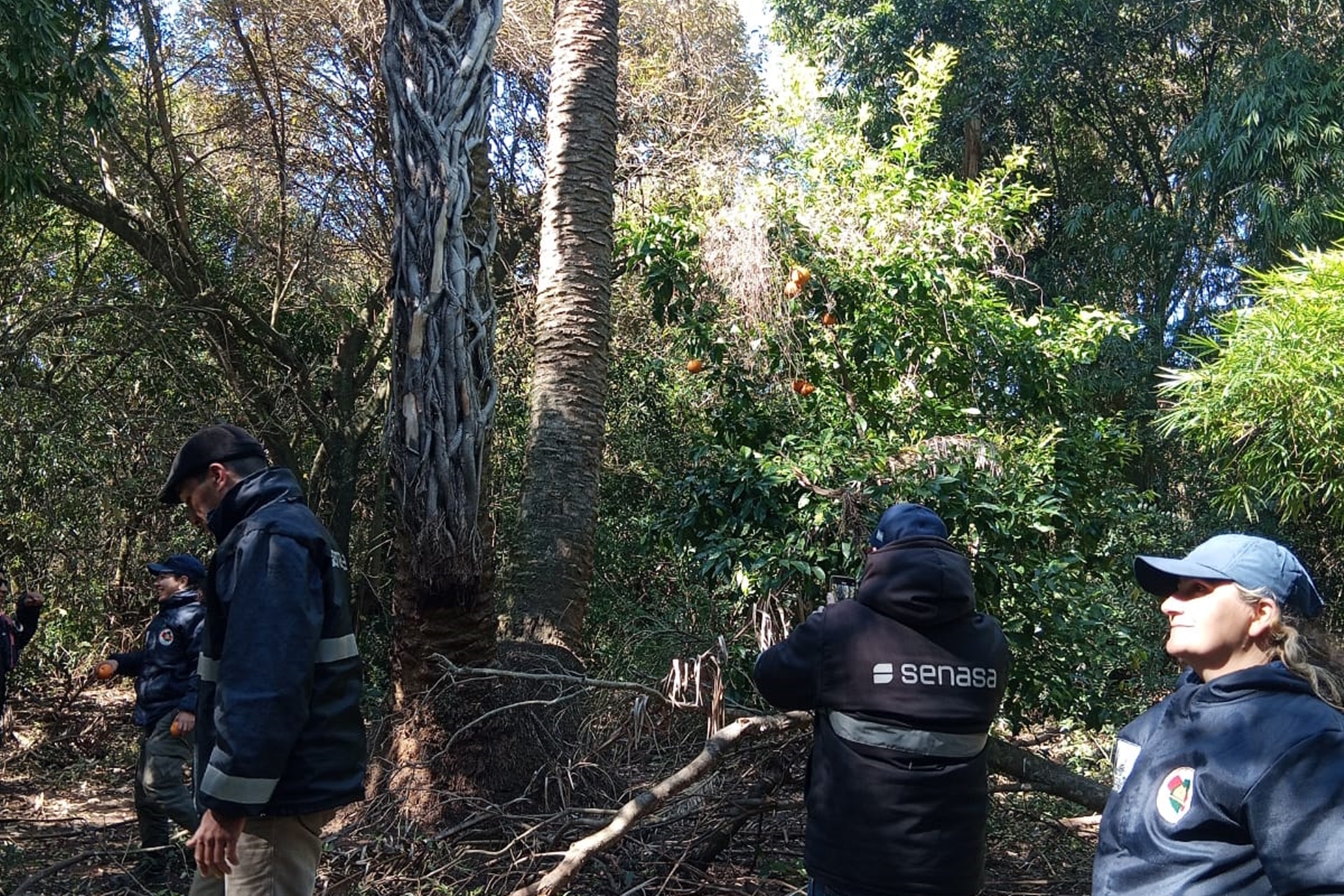 Imagen de noticia Avanzan las inspecciones preventivas en palmeras nativas para evitar la propagación del picudo rojo