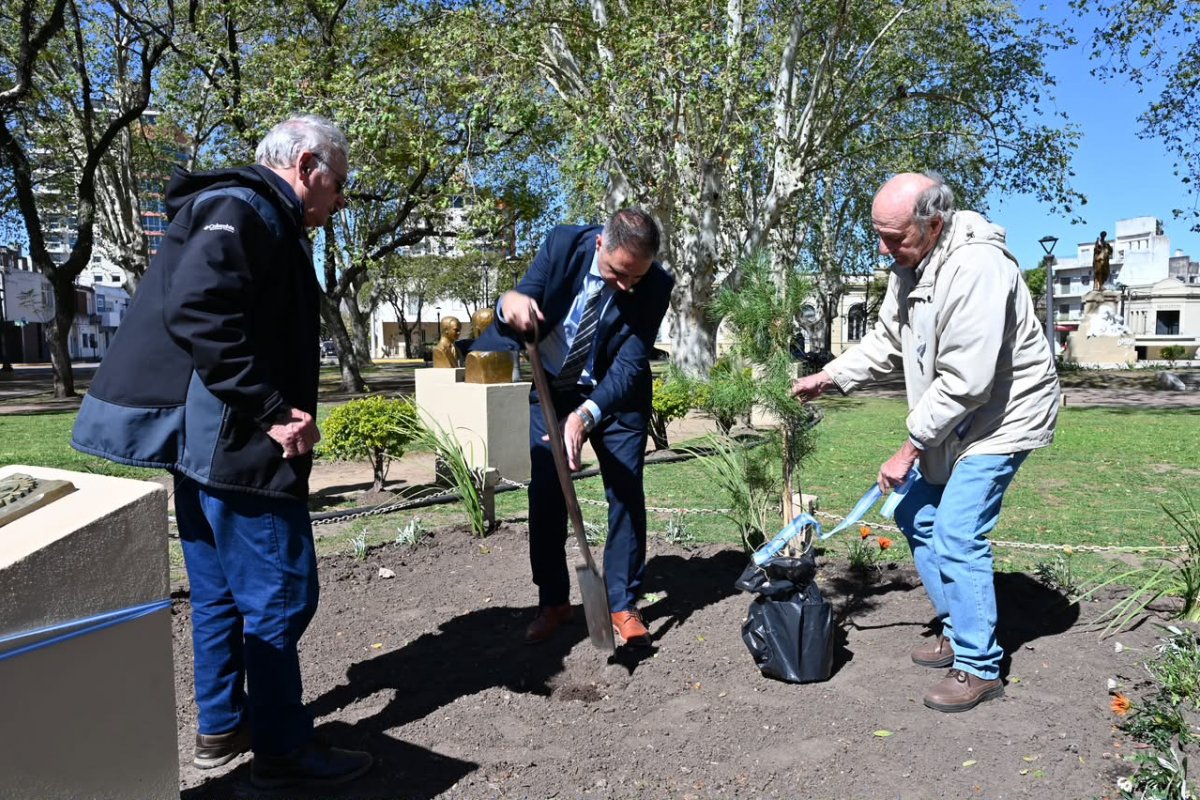 Imagen de noticia Gualeguaychú cuenta nuevamente con un retoño del histórico Pino de San Lorenzo