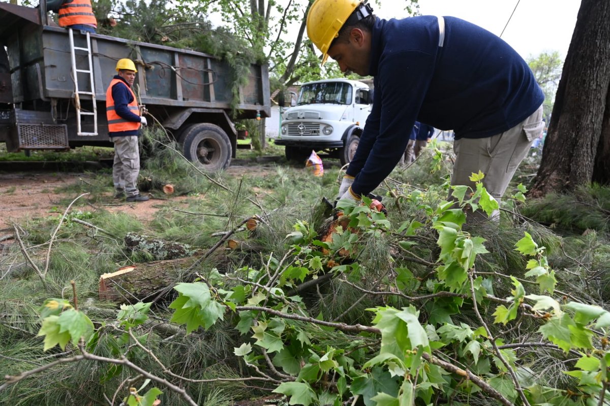 Imagen de noticia Se retiró un árbol que deformaba veredas y se avanza con la conexión de la Costanera con el ex Frigorífico