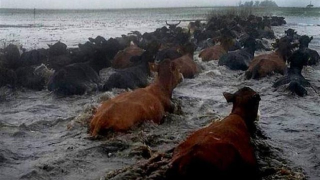 Imagen de noticia Entre Ríos pedirá declarar la emergencia agropecuaria por las inundaciones en las islas